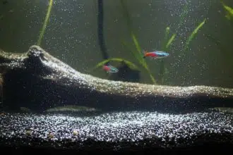 dépôt blanc au fond de l'aquarium