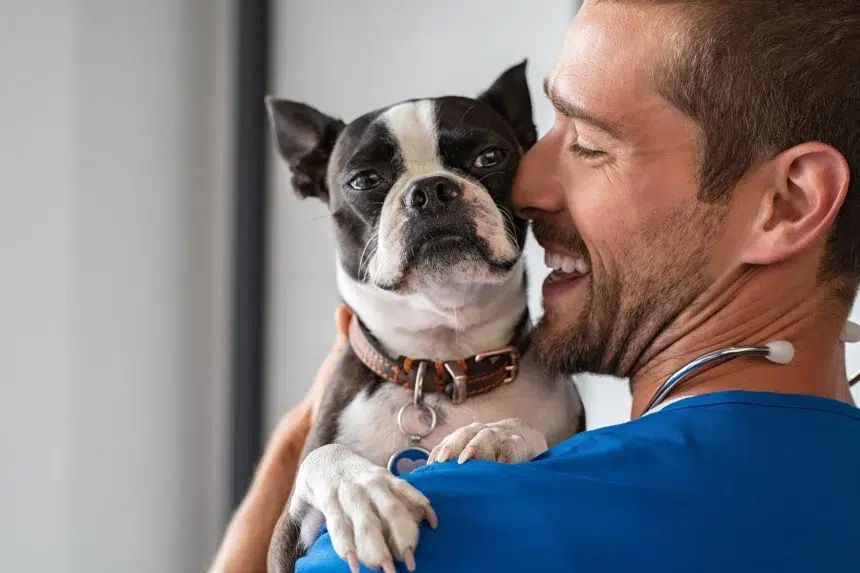 assurance santé animale vétérinaire