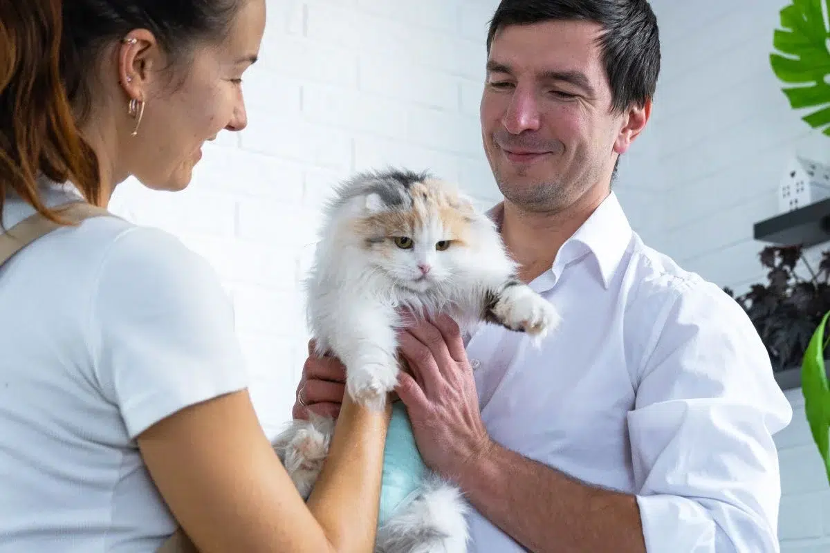 critères choix assurance chat