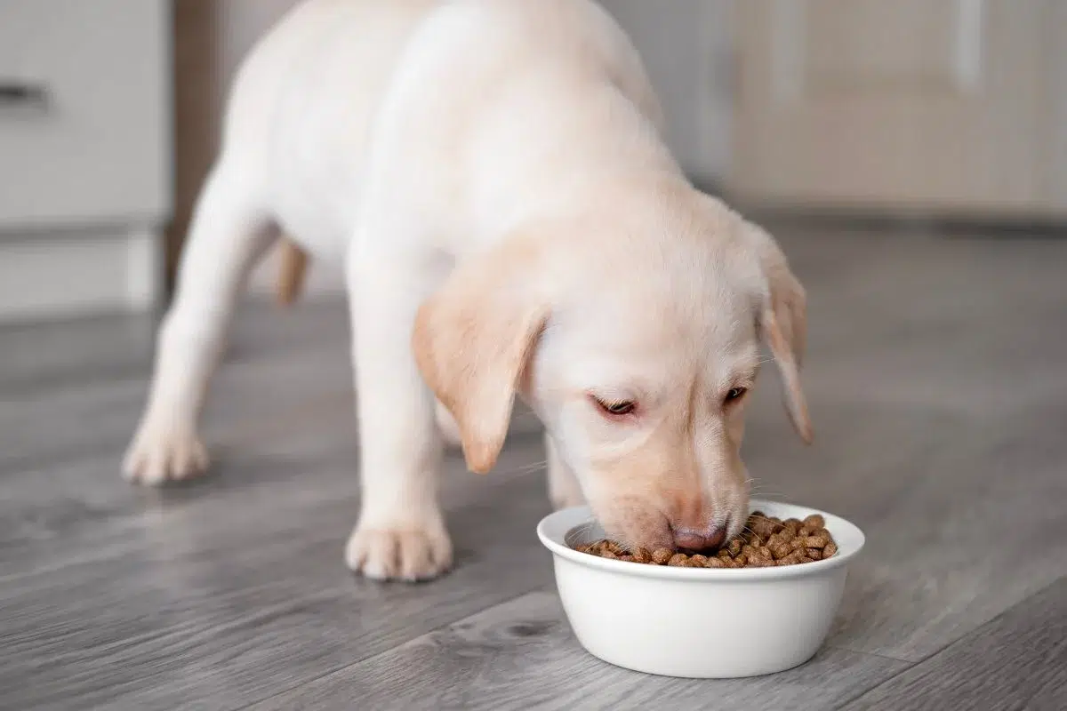 complément alimentaire chien