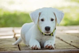 préserver santé chien
