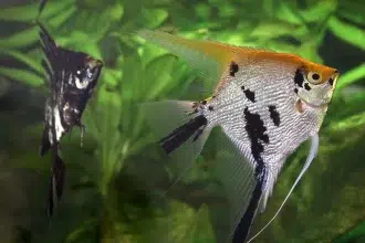 vente poisson scalaire