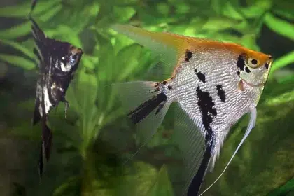 vente poisson scalaire